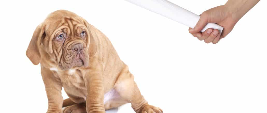 Hund wird mit einer Zeitung bestraft - Welpen stubenrein bekommen