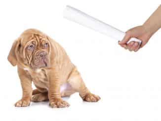 Hund wird mit einer Zeitung bestraft - Welpen stubenrein bekommen
